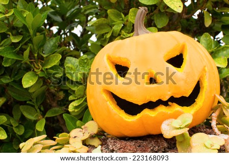 Halloween pumpkin in the garden