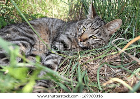 A rare African Wild Cat escapes the midday heat in a game reserve in South Africa.