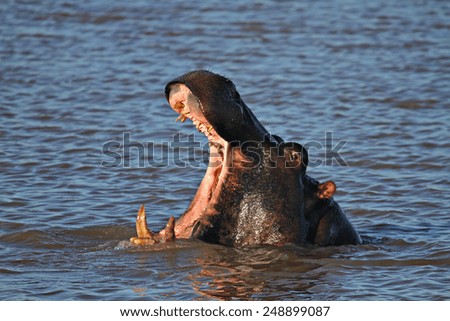 A hippopotamus opens its mouth as it clears the water in a river in South Africa.