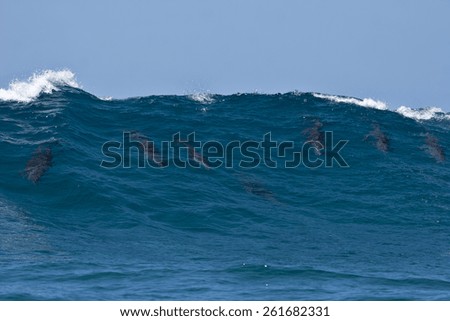 A school of dolphins surf a beautiful blue wave.