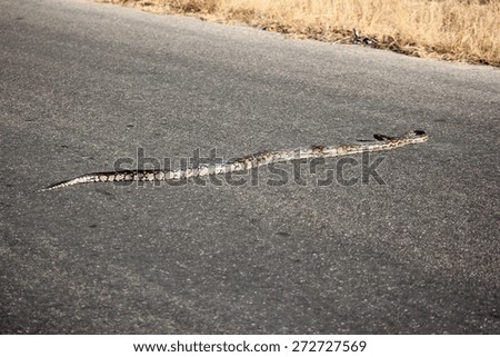 An African Python Snake (Sebae Natalensis) slithers across a tar road in a game reserve in South Africa.