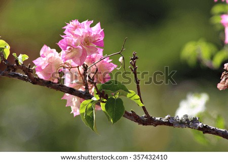 A cluster of pink bougainvillea flowers in a garden.