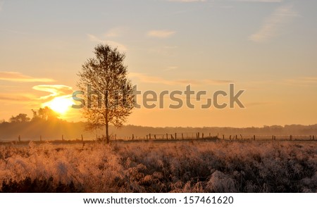 Winter Grasses at Sunrise