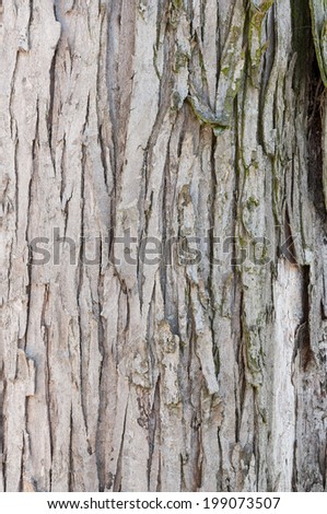 Tree bark close up background maple sycamore