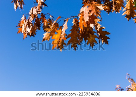 Red oak leaves against blue sky