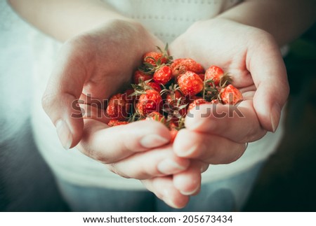 Small strawberry in hands. Toned picture