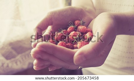 Small strawberry in hands. Toned picture