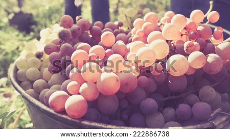 White and red wine grapes in buckets after the harvest at the vineyard. Toned picture