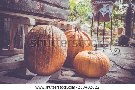 Three pumpkins on the backyard in autumn. Toned image