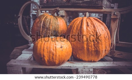 Three pumpkins on the backyard in autumn. Toned image. Toned image