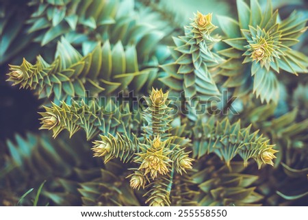 Evergreen leaves as a background picture. Toned picture