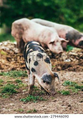 Three little pigs on farm yard