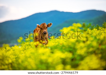 Small calf in mountains in Georgia, Caucasus