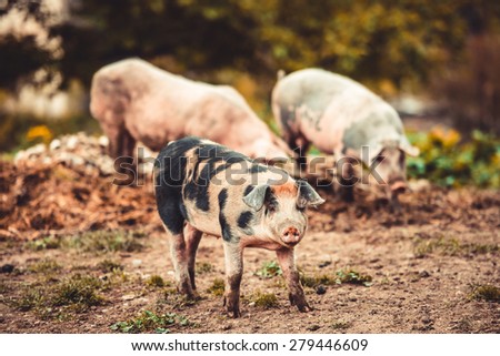 Three little pigs on farm yard. Toned picture