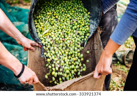 Harvesting olives in Sicily village, Italy