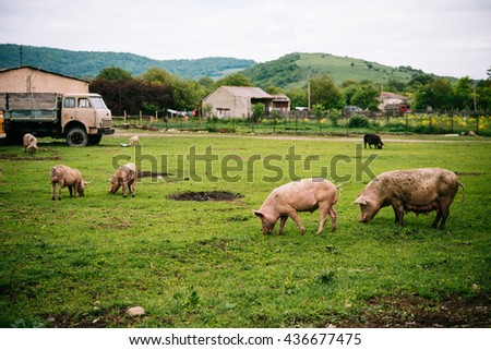 Pigs graze on farm in countryside of Georgia, Caucasus