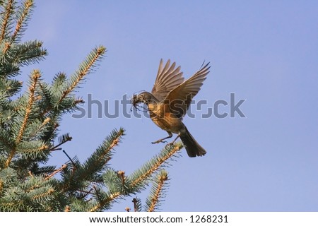 American robin (Turdus migratorius) about to land on branch with nesting materials