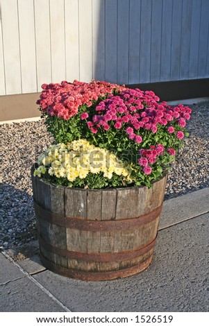 Planter filled with colorful fall flowers.