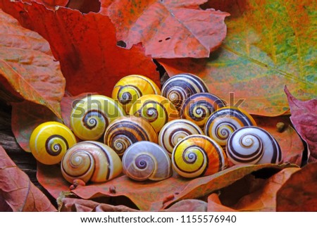 Snails : Polymita picta or Cuban snails one of most colorful and beautiful land snails in the wolrd from Cuba , its known as \