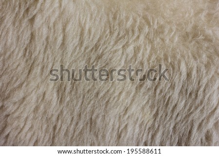Fur Texture./ Fur Texture.