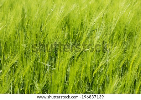 Green Wheat./ Green Wheat.