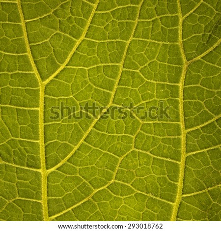 Leaf Texture./ Leaf Texture.