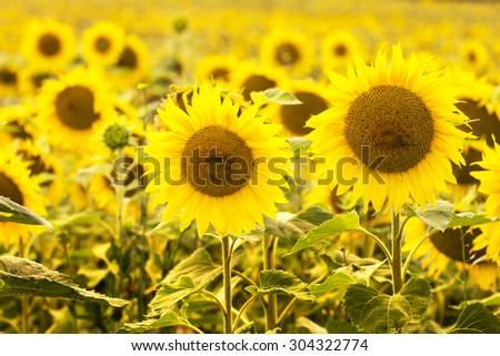 Field of sunflowers./ Field of sunflowers.