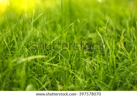 Grass Background./Grass Background