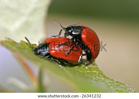 Two red beetles sitting on the leaf
