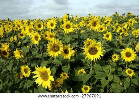 Flowers of the sunflowers returned towards the sun