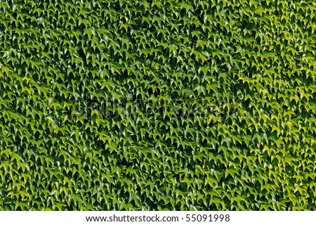 Wall from green leaves of a climbing plant