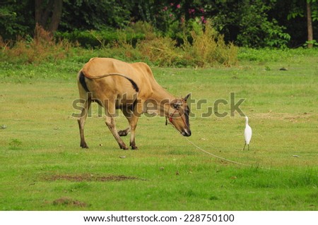a cow playing with a bird in natural background