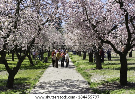MADRID - MARCH 16: Locals and tourists enjoy a sunny day under almond trees with early blossoms in spring in a park in Madrid, Spain, on March 16, 2014.