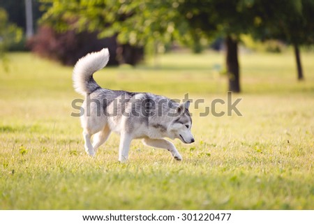 Beautiful siberian husky dog of wolf or german shepherd puppy running in summer park