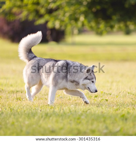 Beautiful siberian husky dog of wolf or german shepherd puppy running in summer park. Wolf