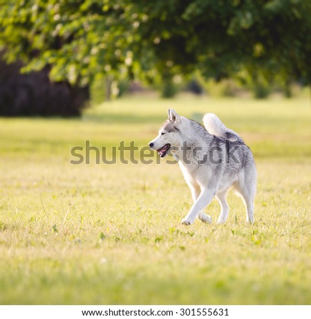 Beautiful siberian husky dog of wolf or german shepherd puppy running in summer park. Wolf