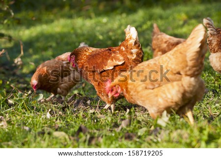 flock of chickens freely grazing on grass