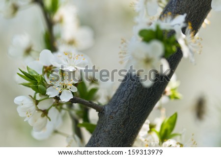 flowery spring plum tree with white flowers