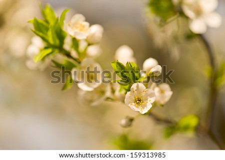 flowery spring plum tree with white flowers