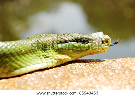 Green Mamba Snake With a Taped Mouth