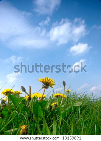 worms eye view of blue sky,wild flowers and meadow