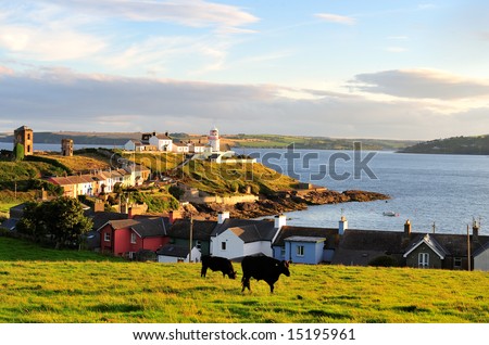 stock photo cattle grazing in field near Roches Point Lighthouse CoCork