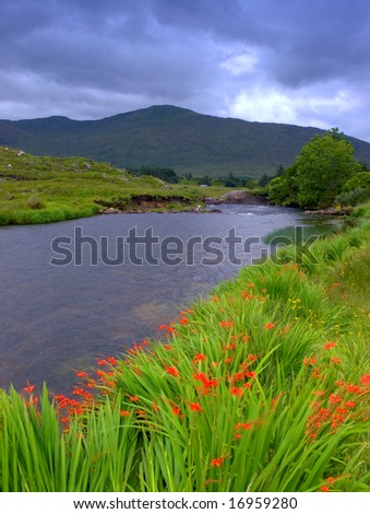 wildflowers grow on banks of Erriff River, Co.Mayo, Ireland, with Sheefrey Mountains in background