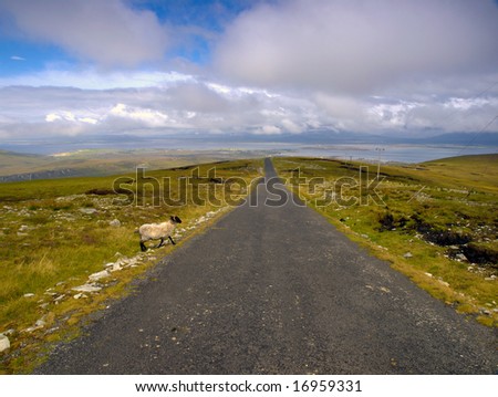 sheep attempts to cross mountain road, overlooking Clew Bay, Co.Mayo, Ireland