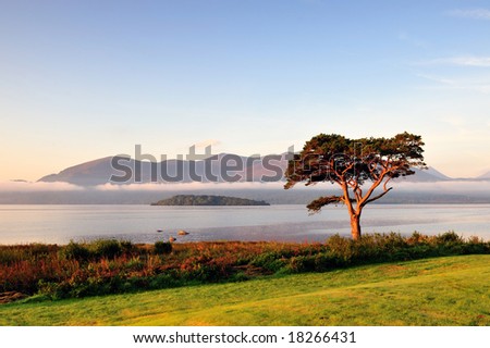 Lone tree at sunrise by Killarney Lakes, Co.Kerry, Ireland