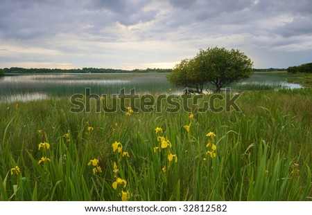 yellow flag iris growing on shores of Kilglass Lake, Co.Roscommon, Ireland