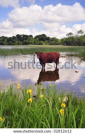 farm animal keeping cool during spell of hot weather in Ireland