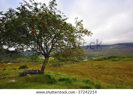 red berries growing on tree near Killarney, Co.Kerry, Ireland