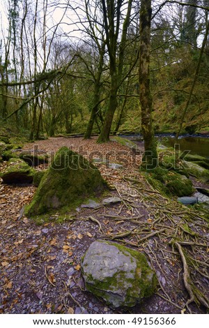 walkway through Mullinghassig Woods near Macroom, Co.Cork, Republic Of Ireland