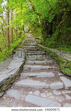 steps leading through woodlands in Killarney National Park, Co.Kerry, Ireland